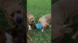 Pitbulls Look at that neck snap. Get it Lion. Tug of War for Toys. #pitbull #dogshorts