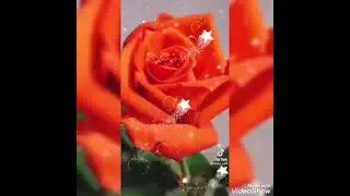 Гомер юлдашым