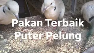 Pakan Terbaik Burung Puter Pelung @sugitokambojaBF