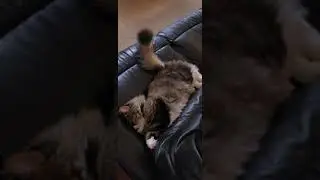 is your cat this shy?