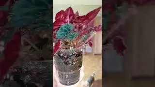 Бегония #plants #комнатныерастения #моирастения #растения #бегония