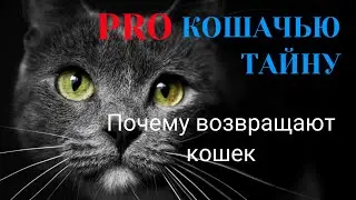 Кошачья тайна. Почему возвращают кошек.