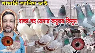 বাচ্চা সহ রেসার কবুতর কিনুন || রেস করা কবুতরের বাচ্চা বিক্রি হবে। আনিস ভাইয়ের খামার racing pigeon