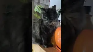 КОШКА НА ШКАФУ