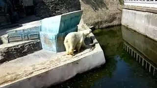 Поездка в Зоопарк г. Николаев 2019 год. Гиппопотам и Белый медведь.