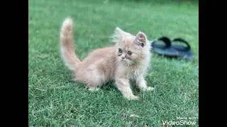 my cato🐱🐱#cat #trending #catlover