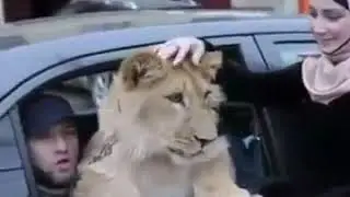 Это не лев, это кошка🌚💦