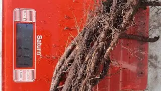 Выкопка куста ежевики для получения маточного корня