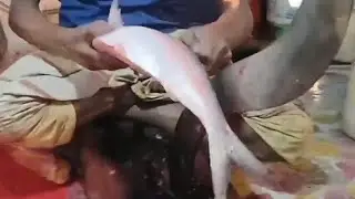 Amazing Elish Hilsa Fish cutting skills in Hilsa fish cutting