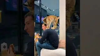 Гимнастика от рыси Арьи 😸