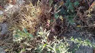 rats are not afraid of anyone and nothing in the afternoon
