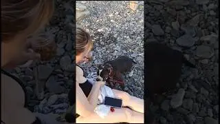 У вас ещё нет булли?! Срочно звоните нам!😅89182724446 ватсап приветствуется #питомниксобак
