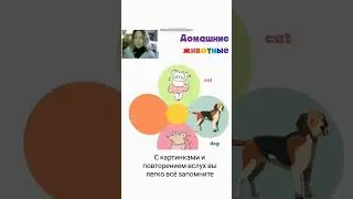 УЧИМ ДОМАШНИХ ЖИВОТНЫХ НА АНГЛИЙСКОМ