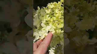 ЭТИ ГОРТЕНЗИИ СОЗДАЮТ ПРЕКРАСНУЮ КОМПОЗИЦИЮ