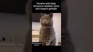 #kedi #kedivideolarıizle #cats #catslover #shortsyoutube #youtubeshorts