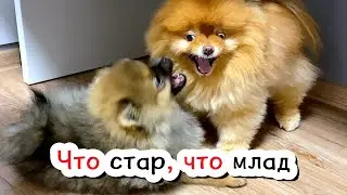 Give treats to puppies. Lyalka terminator. Spitz Luntik is shedding. Game Chocolates with Olivia