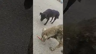 Meet Lisa 48 - Homeless dogs Greece 2024 - rapid interventions. #animals #dog #homeless #helpdog