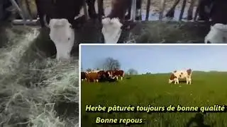 Astuces pour produire du foin de très haute qualité