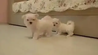 VID 20171218 WA0008