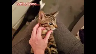 Porthos The Kitten Looses His Baby Teeth And Gets A Visit From The Tooth Fairy!