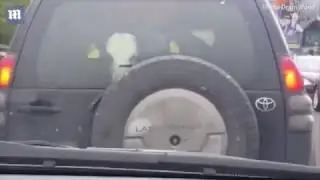 Телята в Крузере / Телята в машине