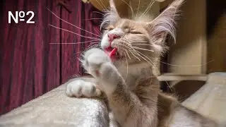 Funny animals | Смешные животные №2