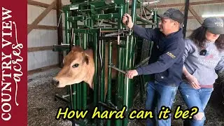 Running the Heifers through the Squeeze Chute.  It's time to vaccinate.