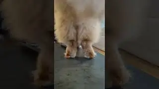 Lustige Katze tanzt 😂