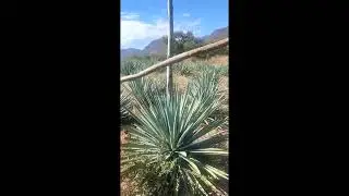 Capando los magueyes