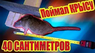 Смертельная ЛОВУШКА ДЛЯ КРЫС  Best Mouse Trap Ever, How To Make Bucket Rat Trap