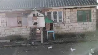 Talis goyercinleri. Masalli. Turkoba.