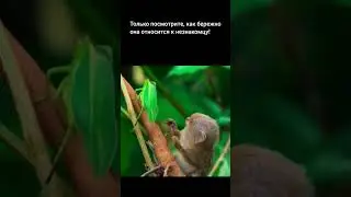 Карликовая игрунка внимательно изучает насекомое