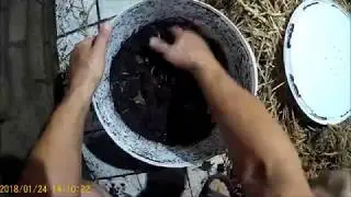 Хранение и содержание червей ( Дендры ) для рыбалки.