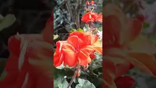 🏠♿️Скоро  расскажу кто и как  издевается  в доме престарелых  в Германии.
