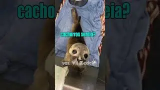 #bichinhosquenosentendem