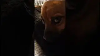 Тёма задумался о чем то #2024 #блог #влог #животные #лето #собака #собаки #doglove