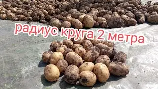 ИТОГ: УРОЖАЙ. радиуса круга 2 метра, на нëм посажено 28 кустов картофеля и 4 кабачка. Дачный Быт.