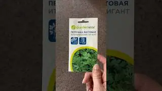 ПЕТРУШКА. Два способа прорастить тугодумку пораньше #огород #петрушка