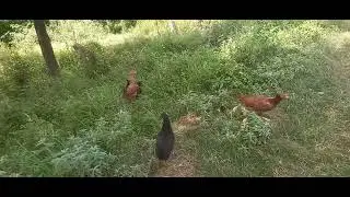 Chickens crawled into the grass #viralvideo #hasnain Murree H.D