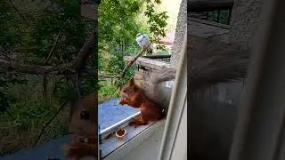 Дуся ест, а голубь наблюдает#2024#squirrel#animals#белка#голубь