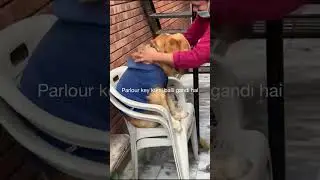 Dog gets massage #shorts #viralshorts #dogcaretips #youtubepets