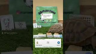 Armandino stava facendo il capodanno in casa senza luci🕯️ #calcio #turtle ##realmadrid #napoli