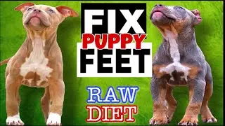 Fix Dog Feet Fast‼️ | American Bully XL