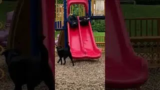 daily play