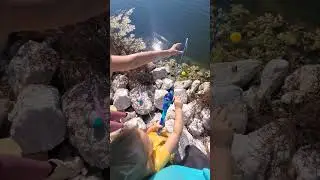 Kid Catches a Bluegill at Oakland Lake Park #fishing #kidsfishing #fortworth