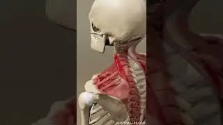 levator scapulae in action