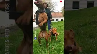 tiens Bon ! 😄 #dogs #chien #pitbull #pitbulldog #sport #funny #fun