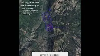 Dusky Grouse Hen (GPS) - Movements and Fidelity