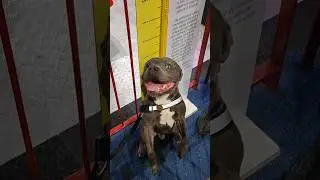 QUEM NUNCA PASSOU POR ISSO NA INFÂNCIA HAHAHA #brinquedos #pet #cachorro #dog