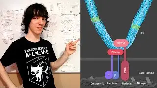 Hemidesmosomas: Estructura y Funciones